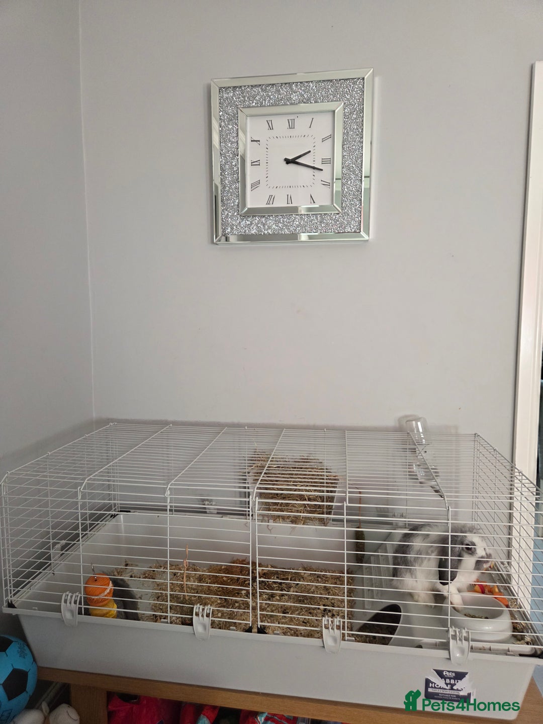 Mini Lop rabbits for sale: 2 mini lop ears rabbits and indoor hutch for sale - Image 3