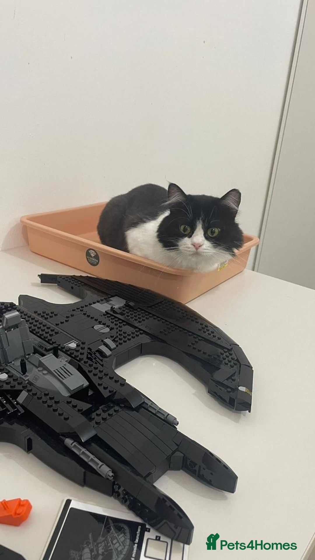 Mixed Breed cats for adoption: SUSHI - mix Persian girl fun affectionate spayed - Advert 13