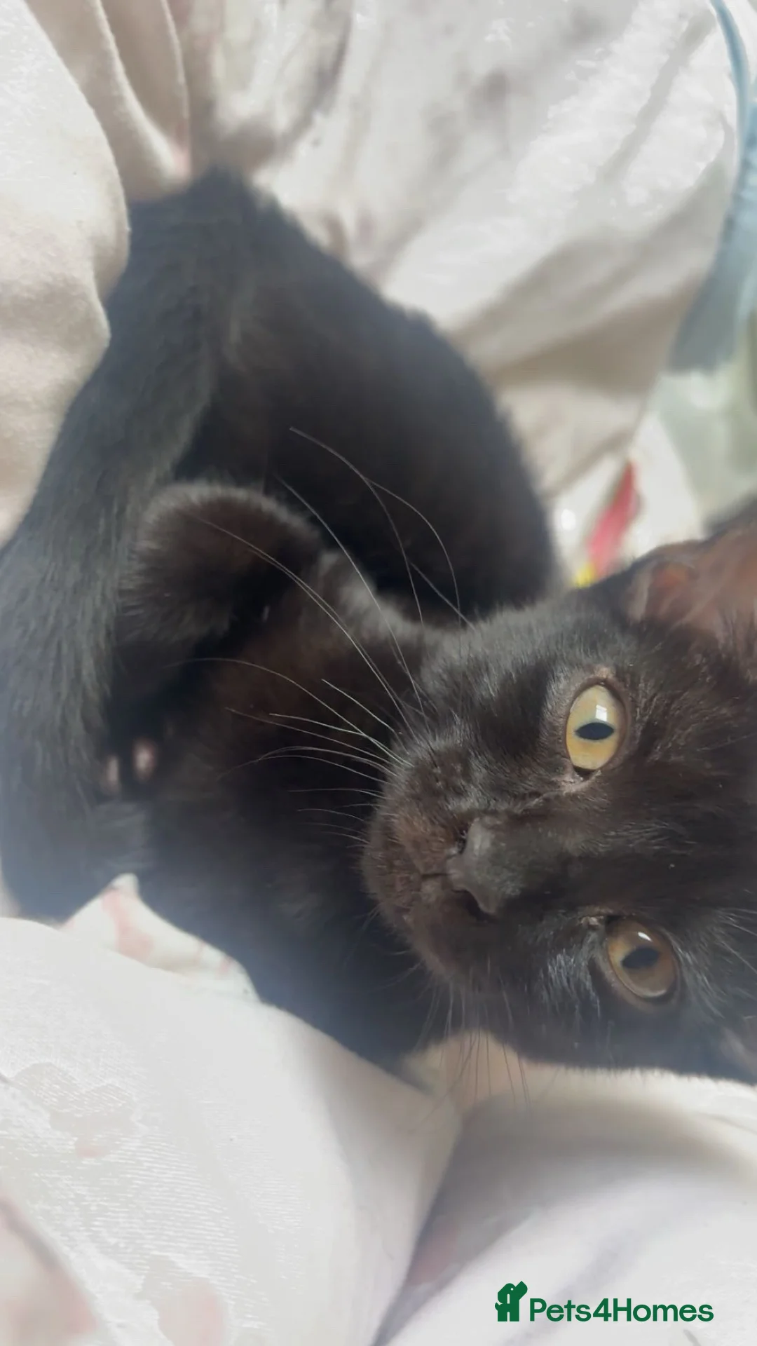 Domestic Shorthair cats for sale: Beautiful 6 month female cat  in Potters Bar - Advert 2