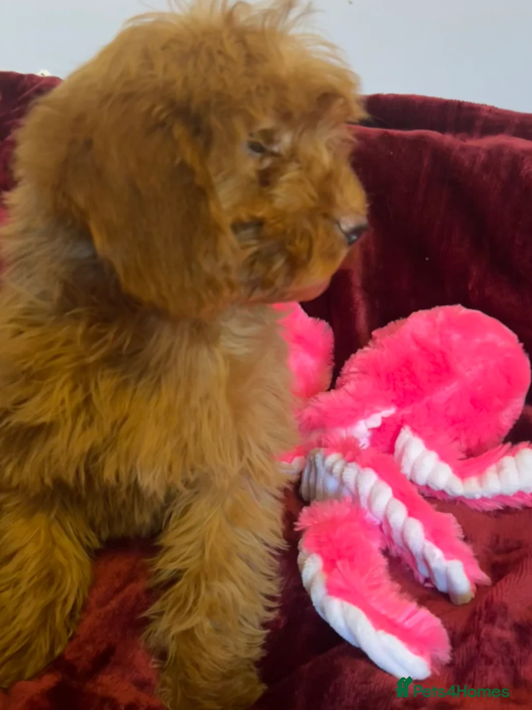 Cockapoo dogs for sale: Stunning fox red cockapoo puppies PRA Clear  - Advert 12
