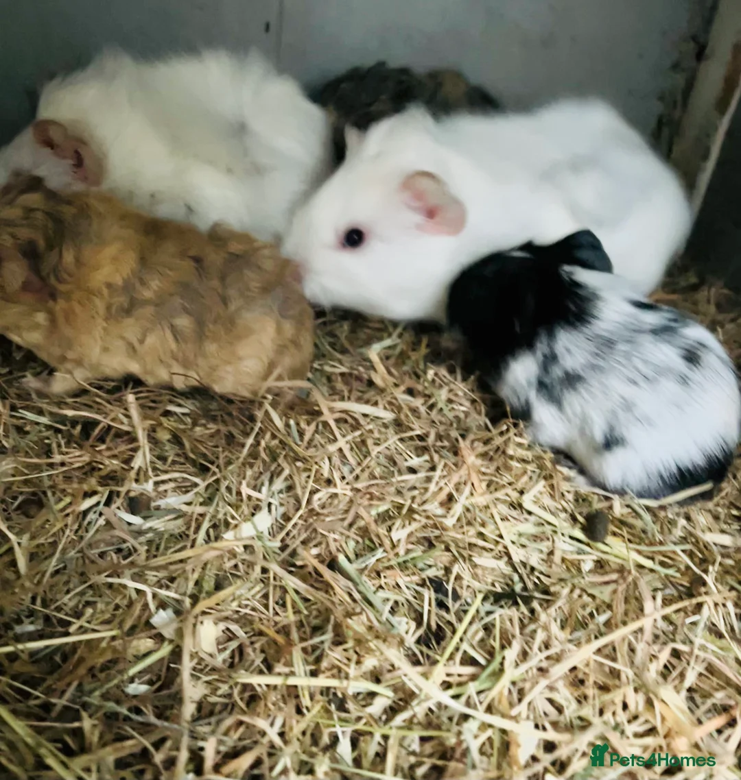 Guinea Pig rodents for sale: baby boys guinea pigs - Advert 1