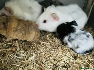 Guinea Pig rodents baby boys guinea pigs - Advert 17