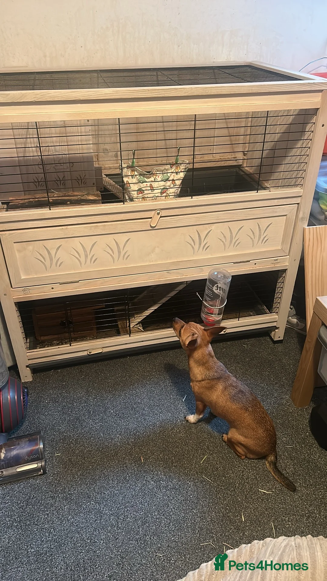 Guinea Pig rodents for sale: Family of guinea pigs  - Advert 1