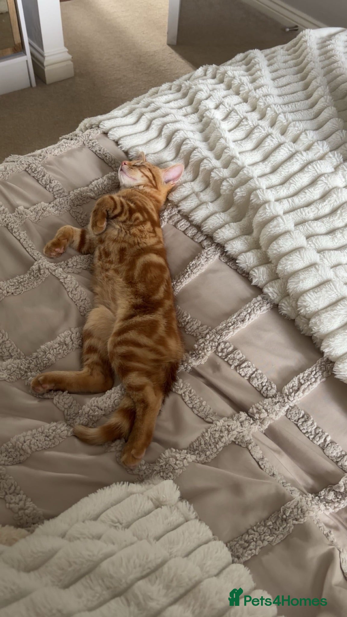 Domestic Shorthair cats Ginger male cat  - Advert 1