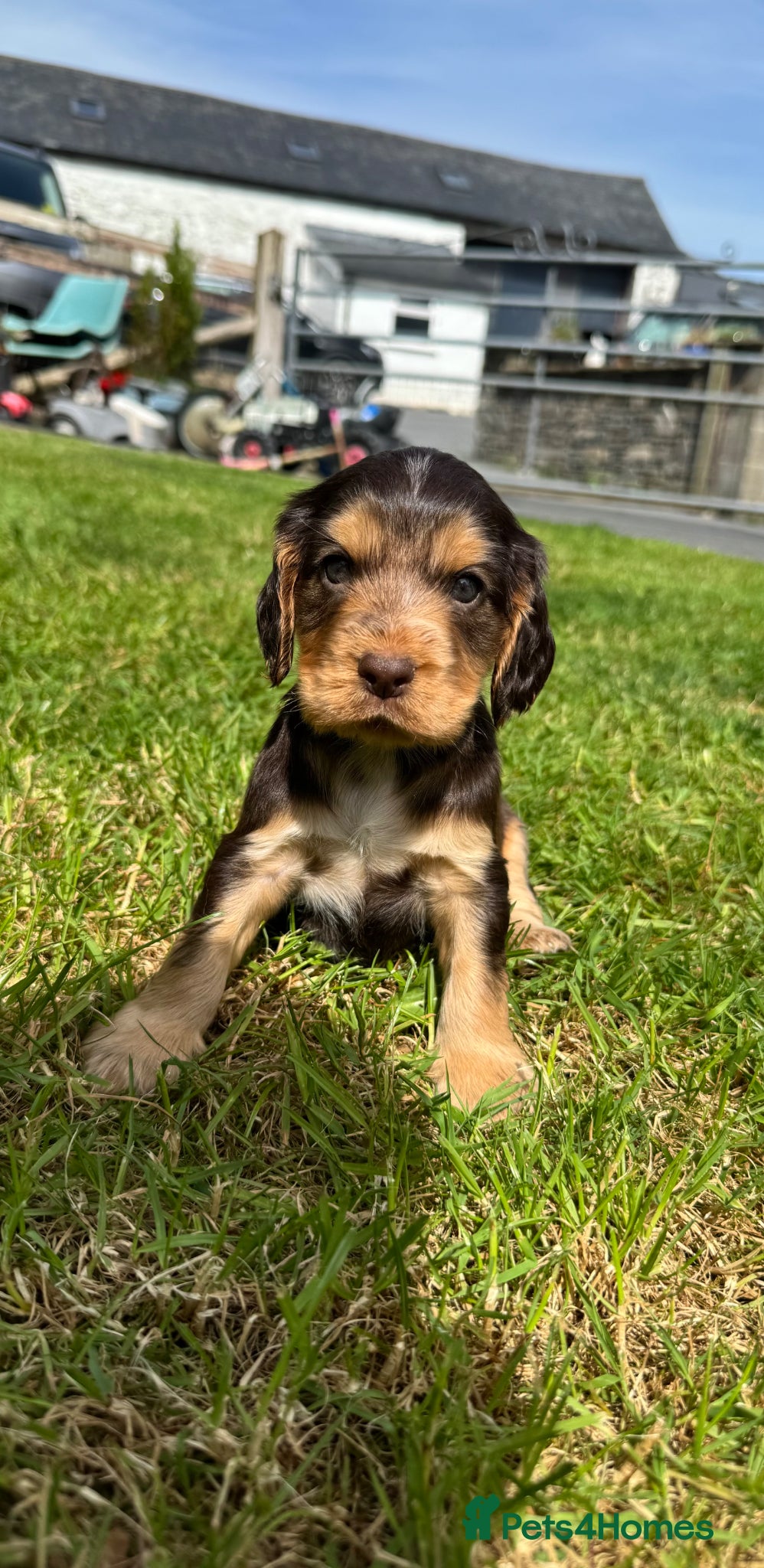 Cocker Spaniel Puppy 3