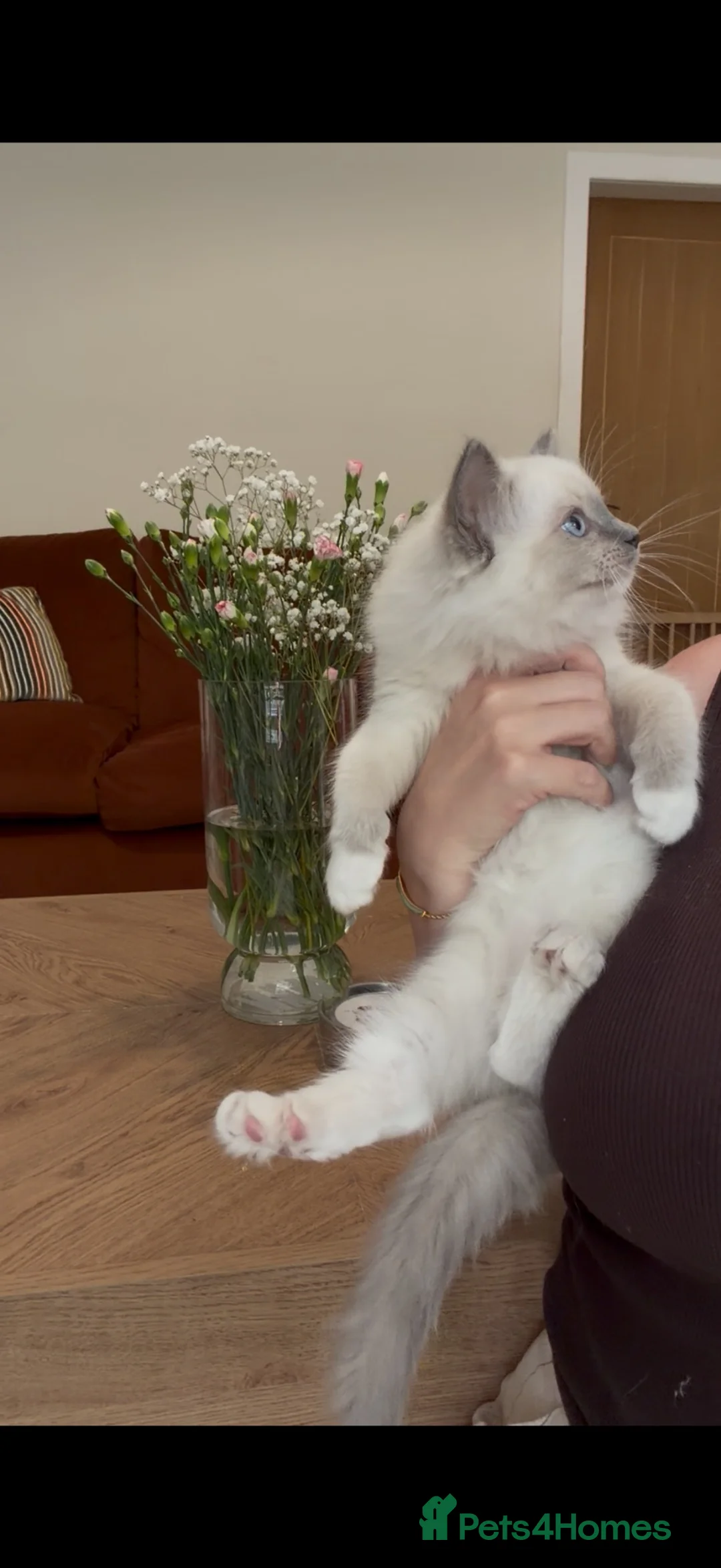 Ragdoll cats for sale: 🌸Extensively health tested Tica Ragdoll kittens🌸 - Advert 1
