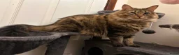 Mixed Breed cats for sale: Friendly female cat - Advert 6