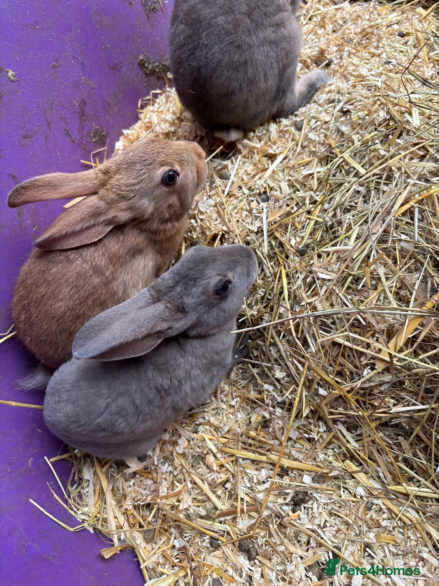 Rex rabbits Velvet Rex babies  - Advert 1