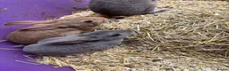 Rex rabbits for sale: Velvet Rex babies  - Advert 1