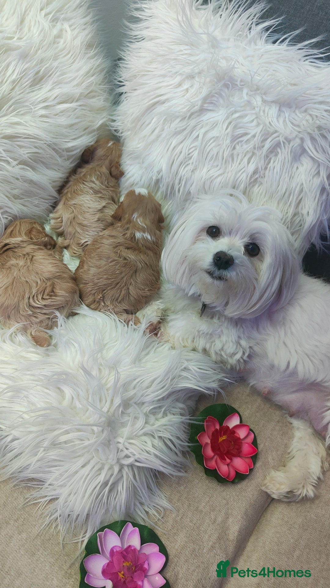 Maltipoo dogs for sale: F1 Tiny Maltipoo Puppies  - Advert 5