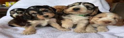 Cockapoo dogs for sale: Adorable f1 cockapoos - Advert 3
