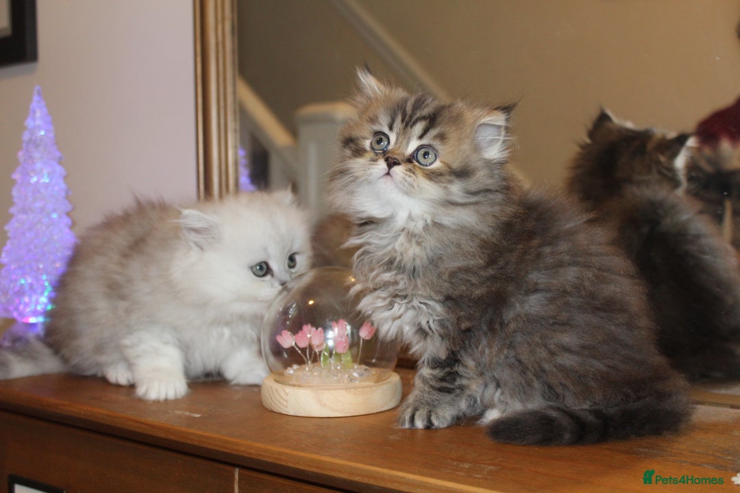 Persian cats for sale: Two Exquisite Persian Chinchilla Doll Face Kittens - Advert 5