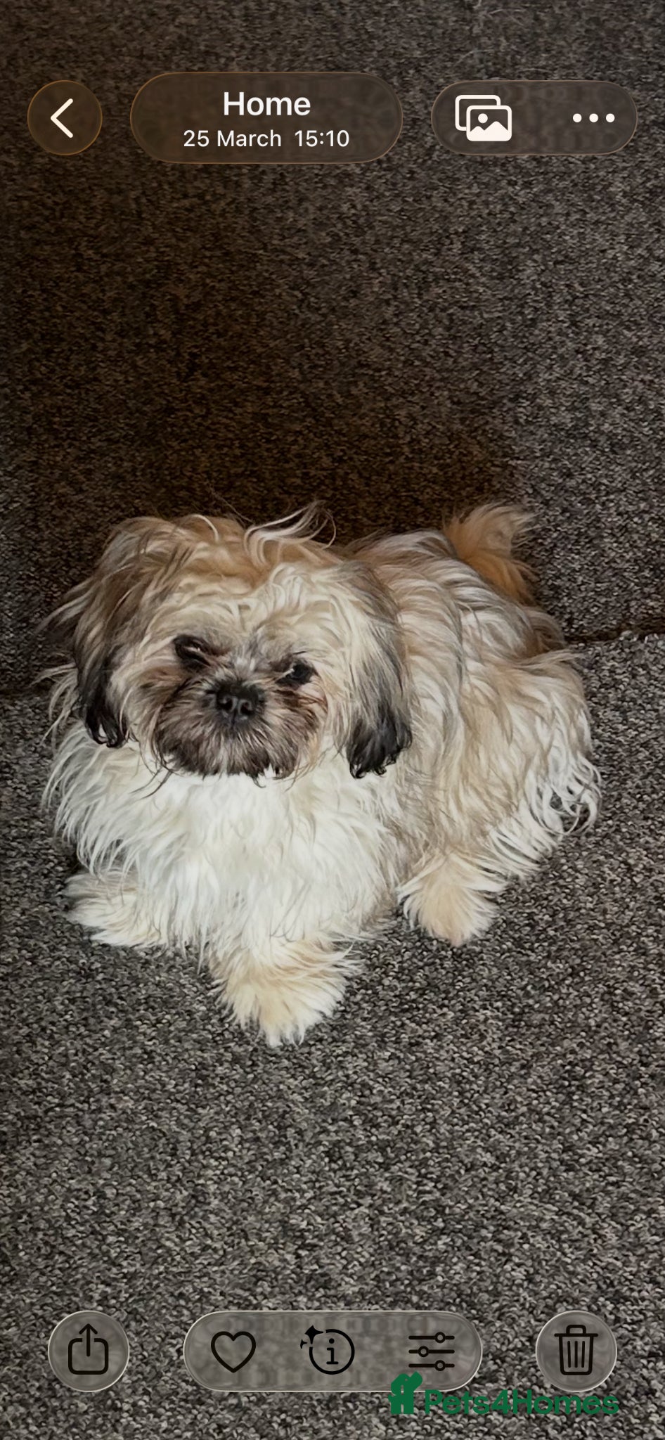 Shih Tzu dogs for sale: Imperial ShihTzu puppy - Advert 1