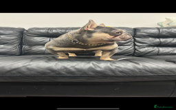 French Bulldog dogs for stud: Tiny lilac and tan stud £300 - Image 9