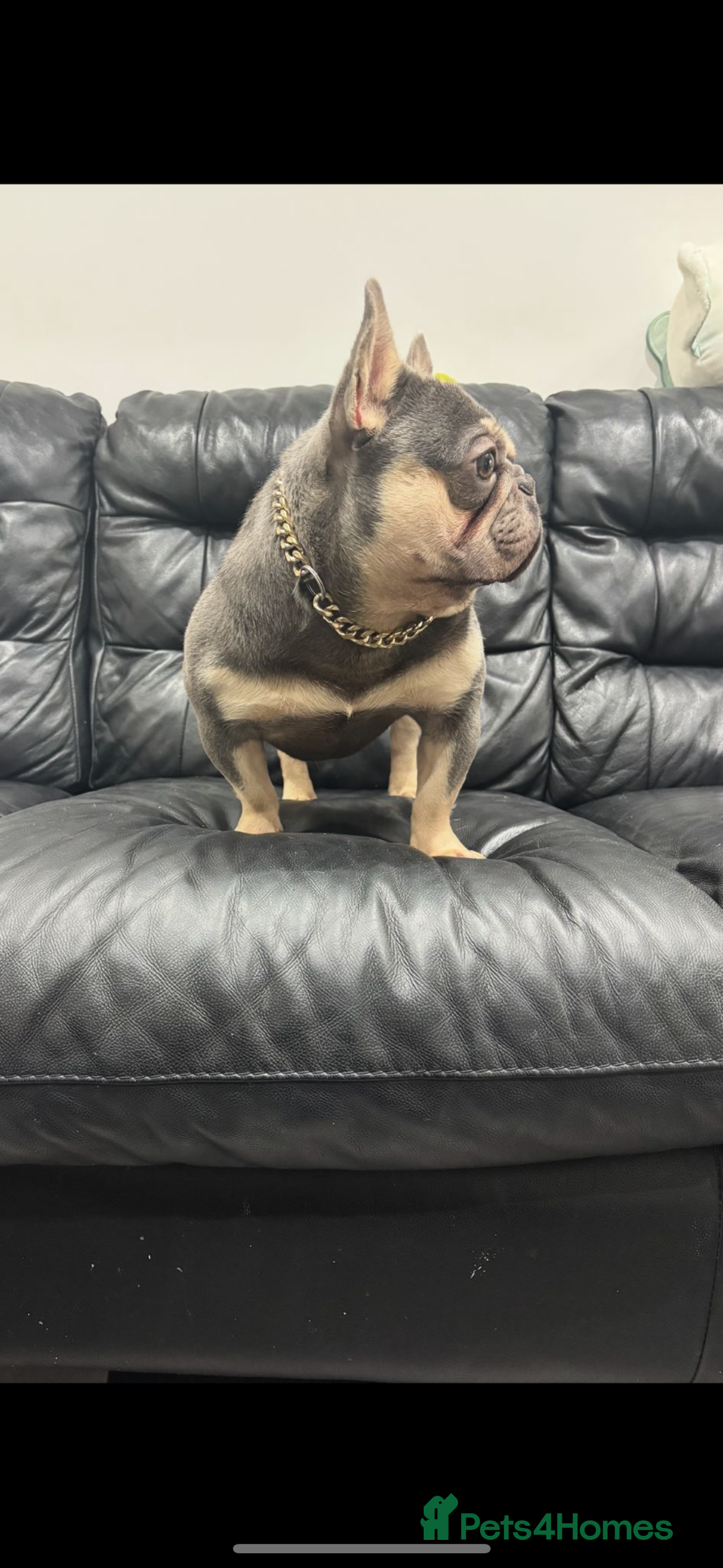 French Bulldog dogs for stud: Tiny lilac and tan stud £300 - Image 9