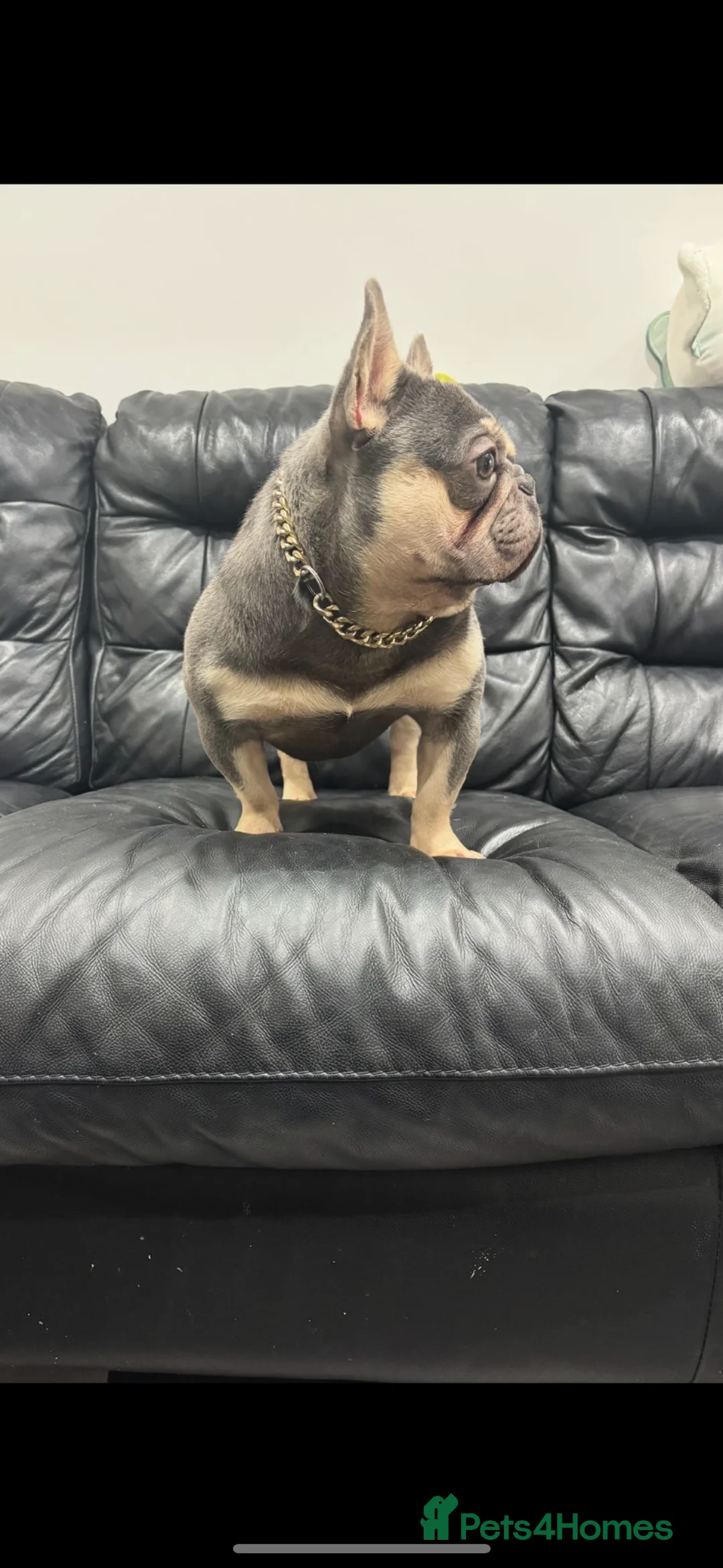 French Bulldog dogs for stud: Tiny lilac and tan stud available - Advert 9