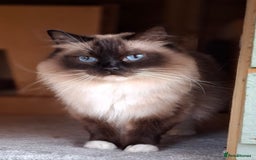 Ragdoll cats for sale: Ragdoll Male  - Image 4