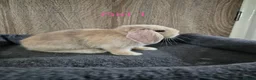 Mini Lop rabbits for sale: Pure Mini lop babies 8 weeks old  - Advert 3