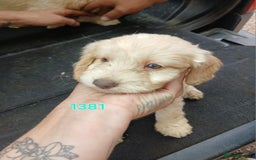 Cockapoo dogs for sale: Beautiful cockerpoo puppies  - Image 8