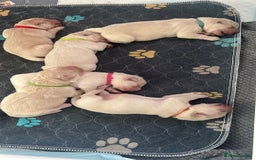 Golden Retriever dogs for sale: Golden retriever puppies  - Image 32