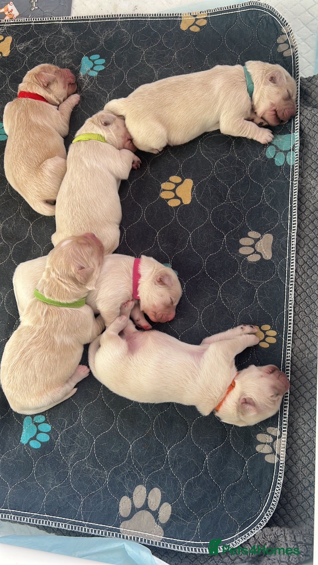 Golden Retriever dogs for sale: Golden retriever puppies  - Image 32