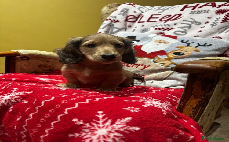 Miniature Dachshund dogs 5 Beautiful Long Haired Miniature Daschund’s   - Advert 1