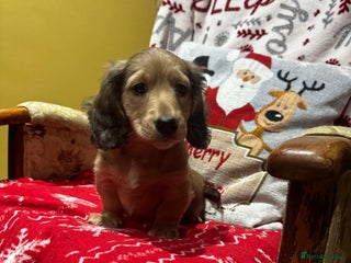 Miniature Dachshund dogs 5 Beautiful Long Haired Miniature Daschund’s - Advert 3