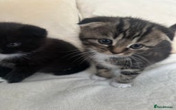 Mixed Breed cats for sale: Scottish fold mixed breed - Image 12