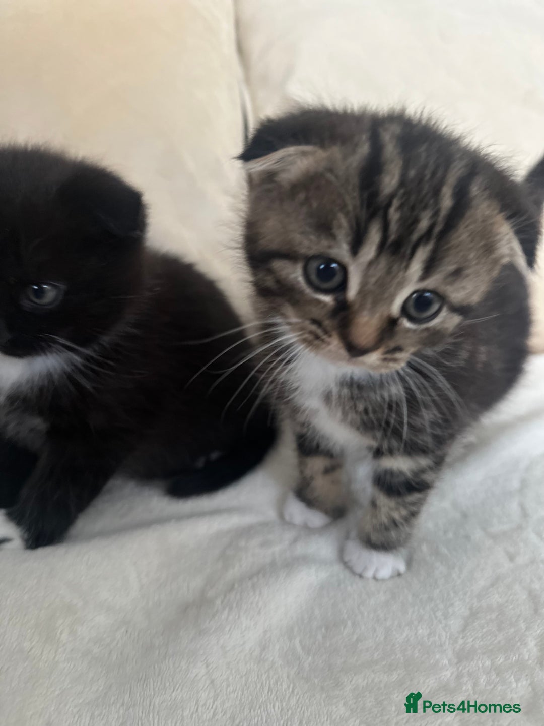 Mixed Breed cats for sale: Scottish fold mixed breed - Image 12