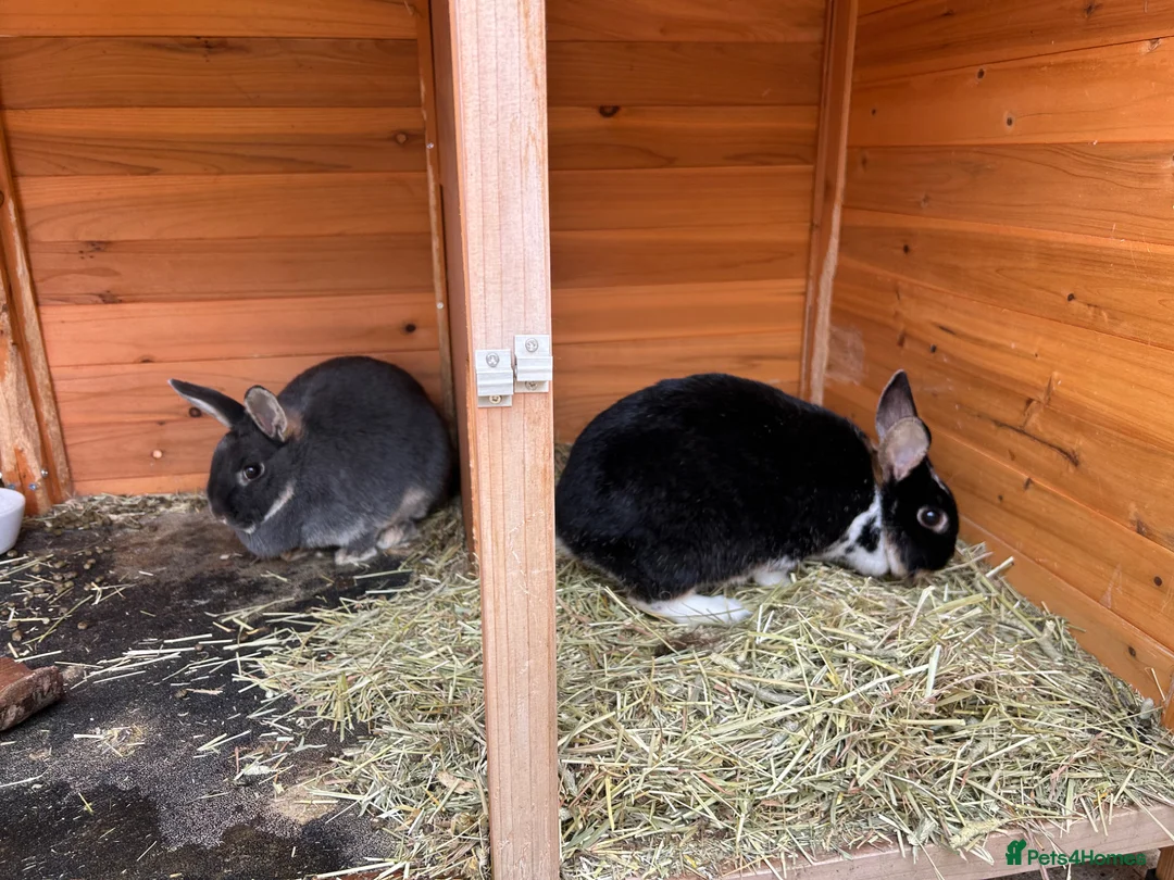 Mixed Breed rabbits for sale: Rabbits bonded pair - Advert 1