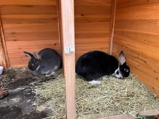 Mixed Breed rabbits Rabbits bonded pair - Advert 5