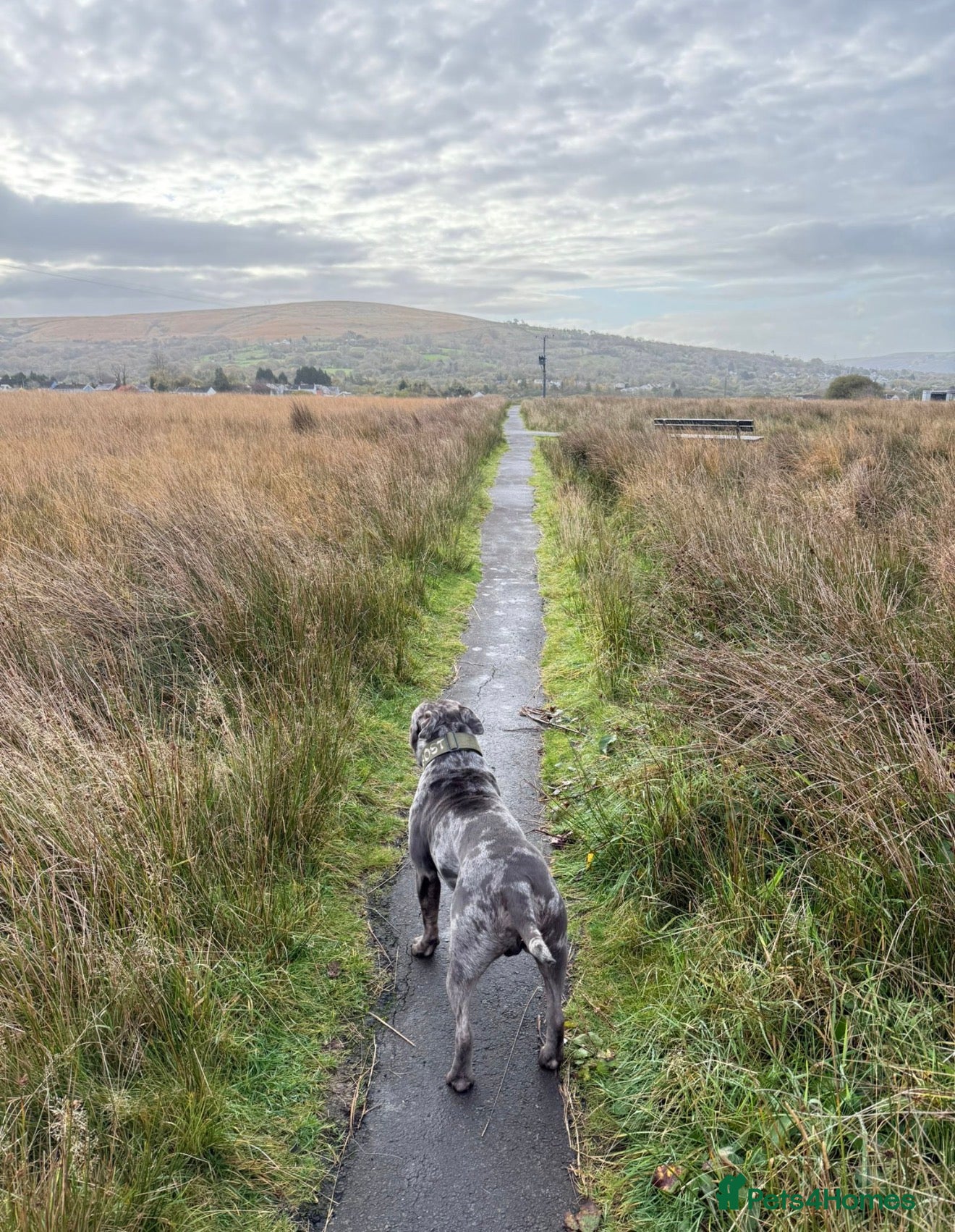 Mixed Breed dogs for sale: Our gorgeous Ghost in Ammanford - Advert 2