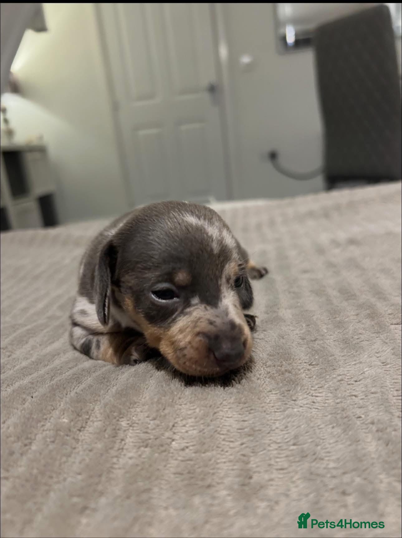 Miniature Dachshund dogs Silver dapple miniature dashound female  - Advert 1