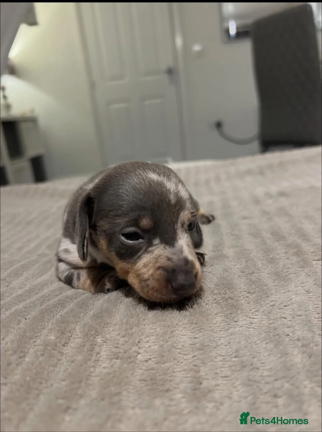 Miniature Dachshund dogs for sale: Silver dapple miniature  Dachshund female  - Advert 1
