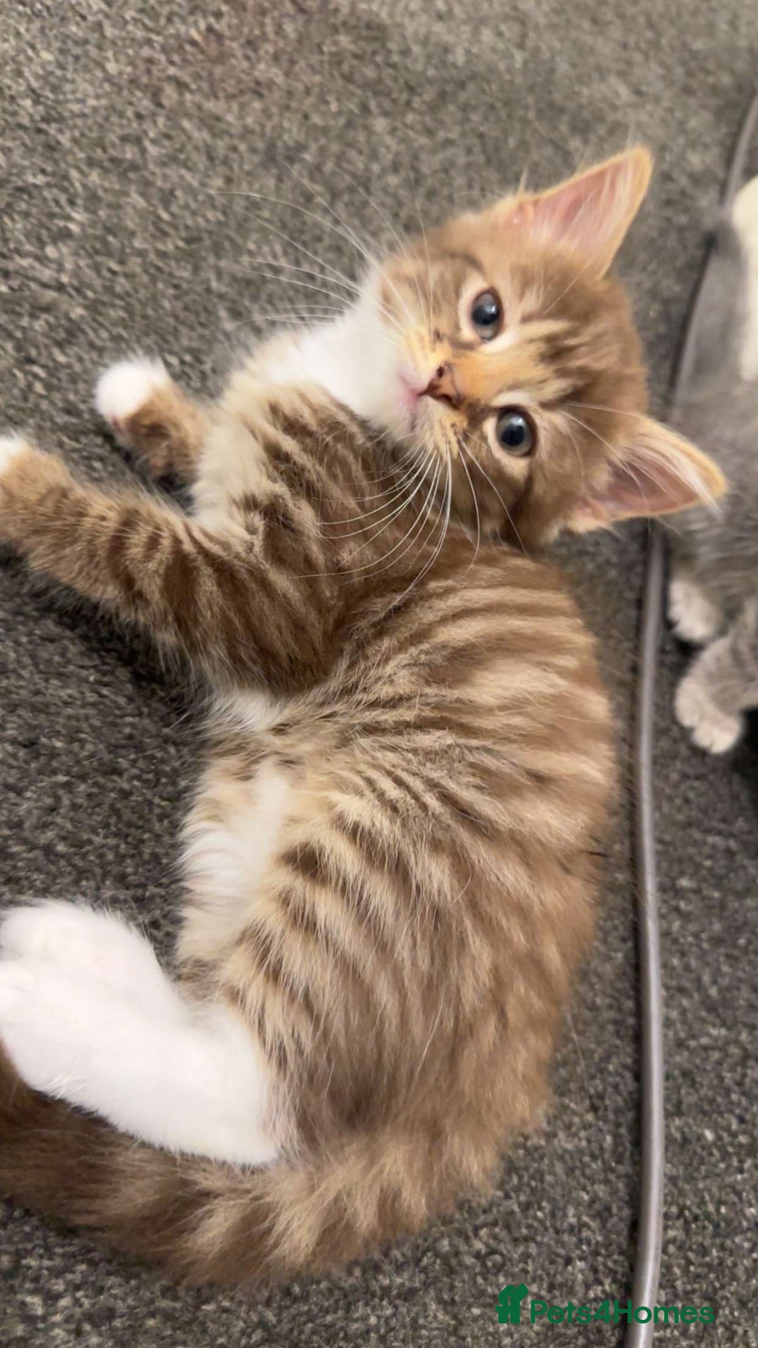 Siberian cats for sale: READY NOW Longhaired grey ginger Siberian kittens - Image 2