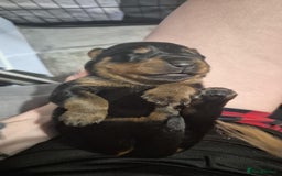 Rottweiler dogs for sale: 4 beautiful rottweiler puppies - Advert 21