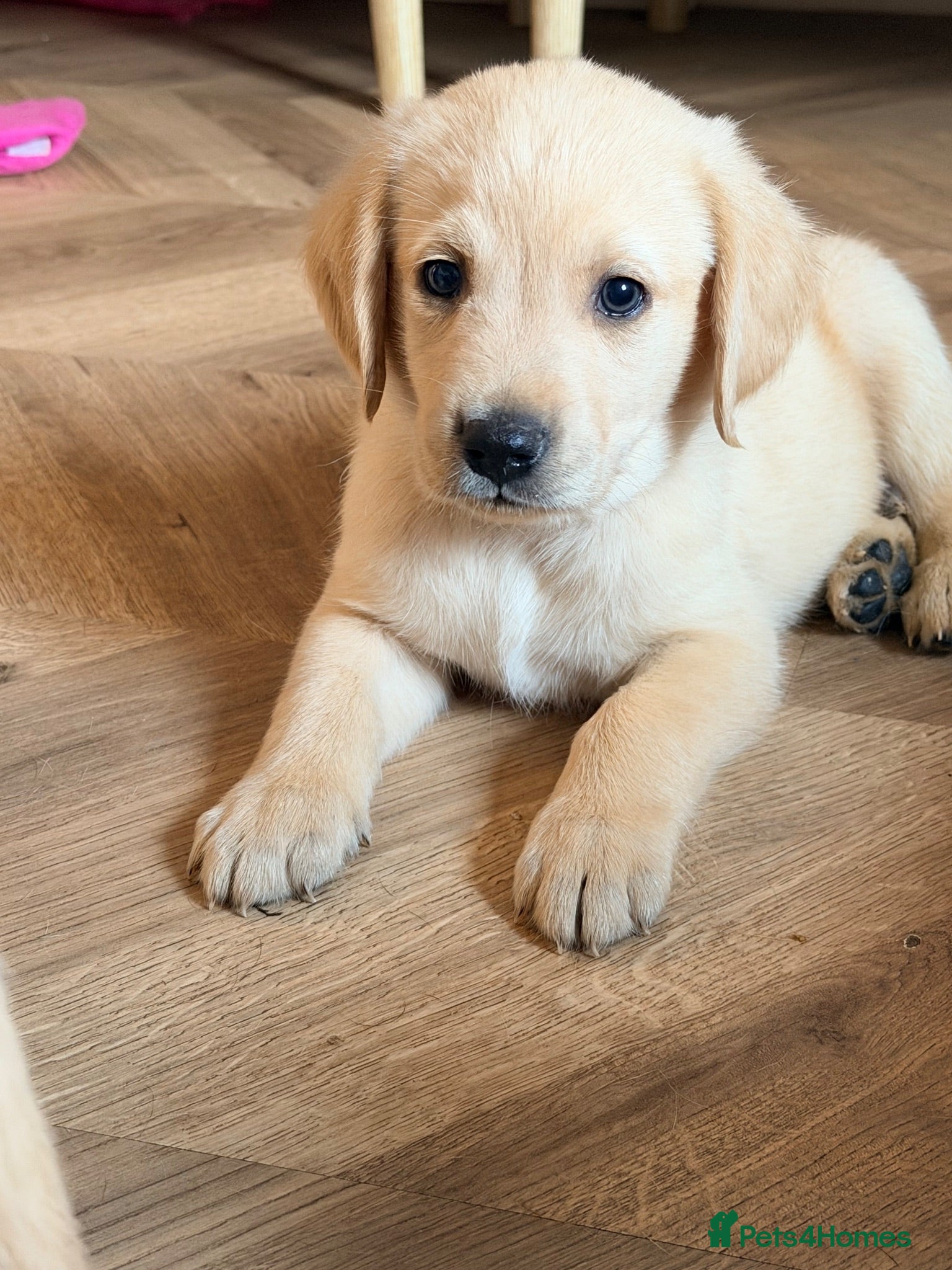 Goldador dogs 🐾 Stunning Goldador Puppies 3 girls left 🐾 - Advert 1
