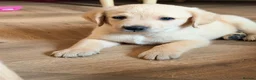 Goldador dogs for sale: 🐾 Stunning Goldador puppies 1 boy available 🐾 - Advert 5