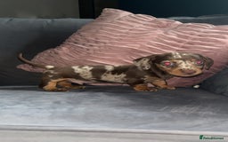 Miniature Dachshund dogs for sale: 5 gorgeous mini dachshund puppies - Image 6