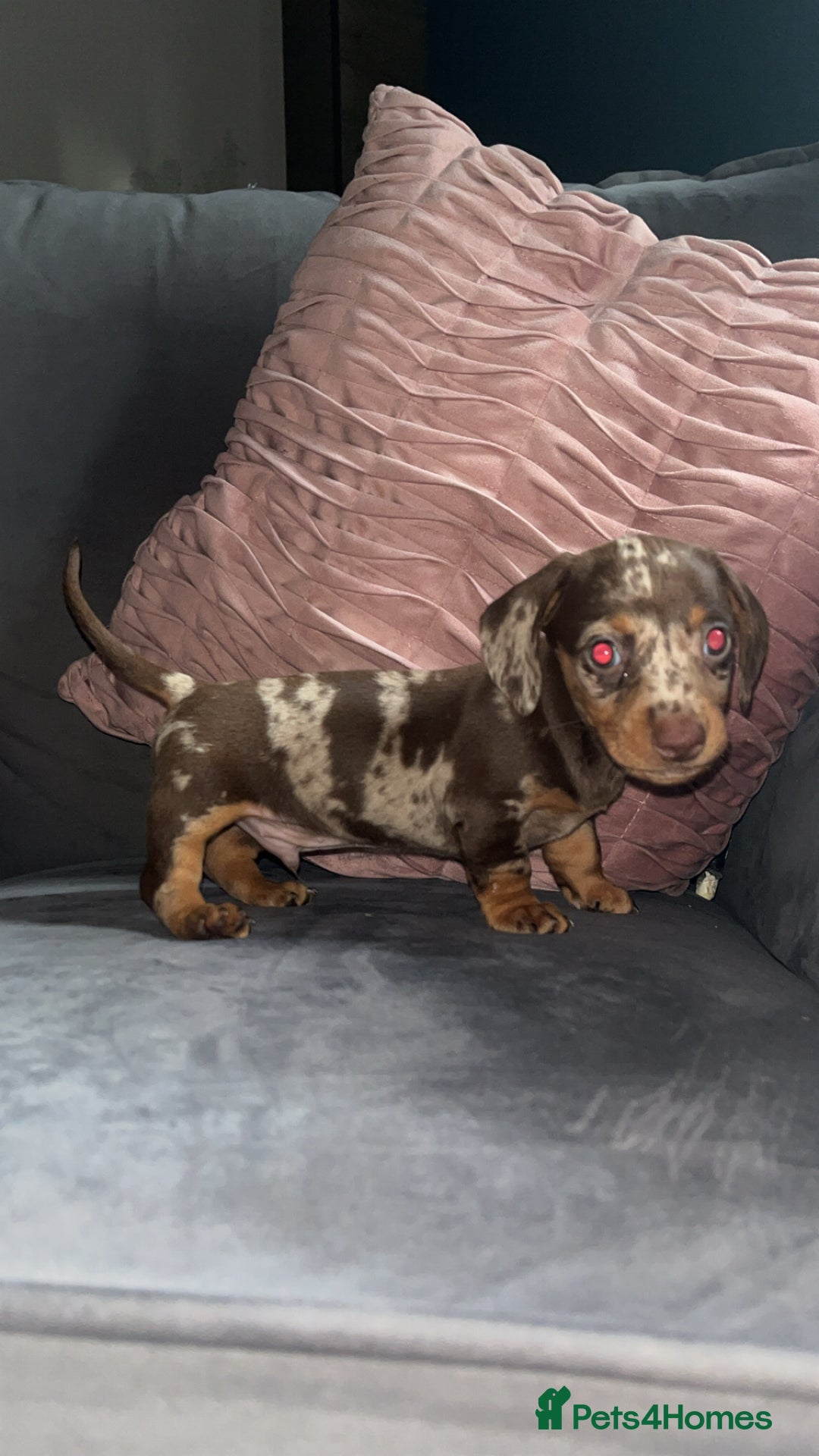 Miniature Dachshund dogs for sale: 5 gorgeous mini dachshund puppies - Image 6