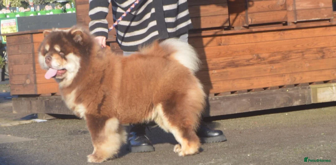 Chow Chow dogs for stud: Chocolate and tan chow chow - Advert 5