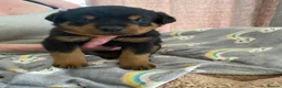 Rottweiler dogs for sale:  Rottweiler pups ready to leave 💙 - Advert 25