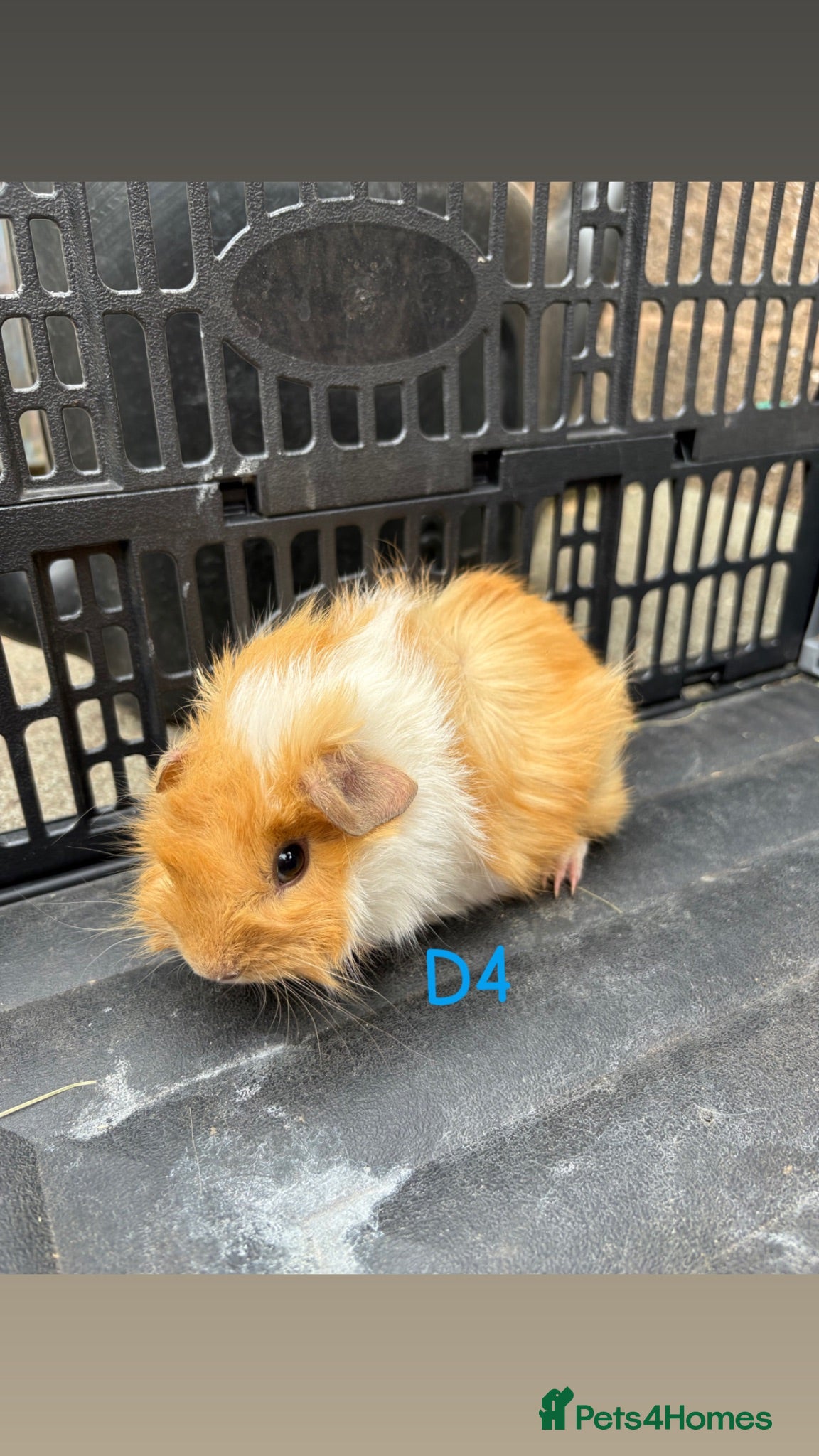 Guinea Pig rodents Male and female baby guinea pigs for sale - Advert 1