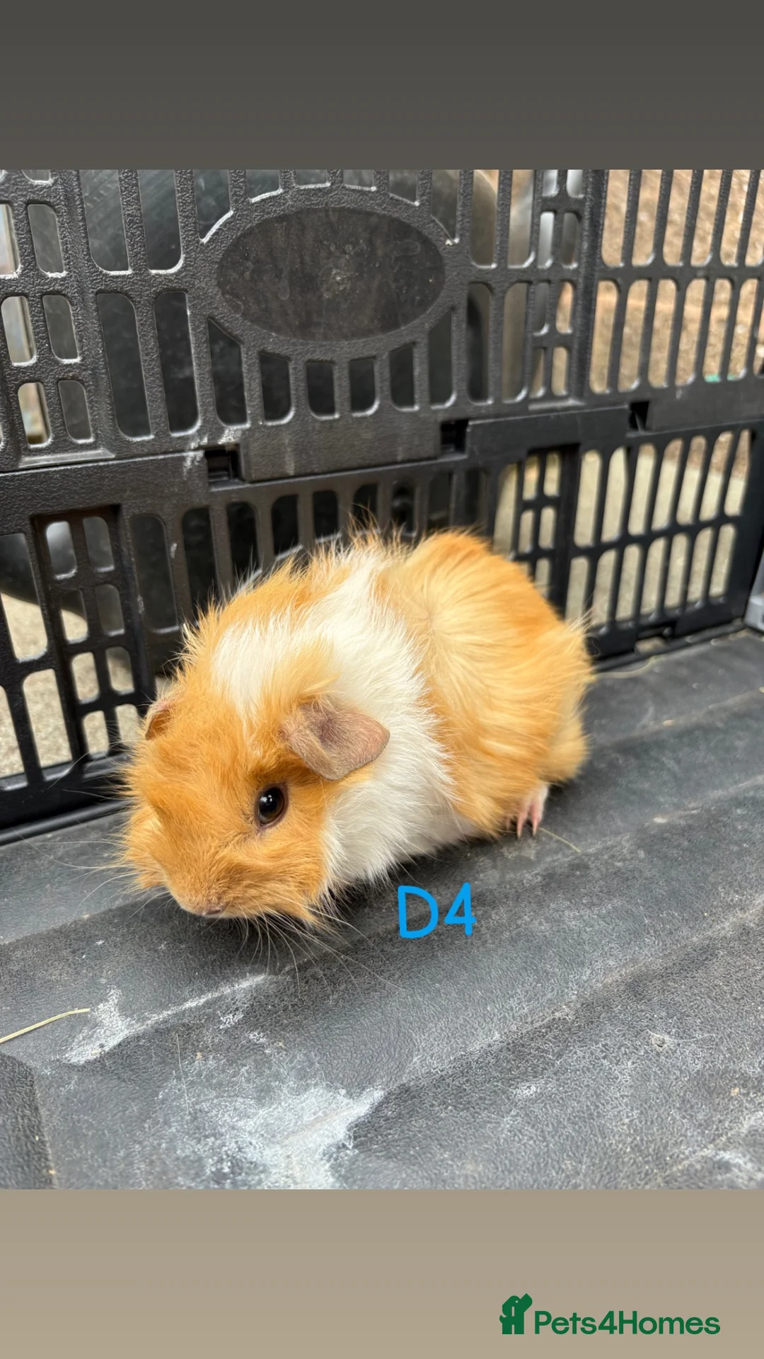 Guinea Pig rodents for sale: Male and female baby guinea pigs for sale - Advert 1