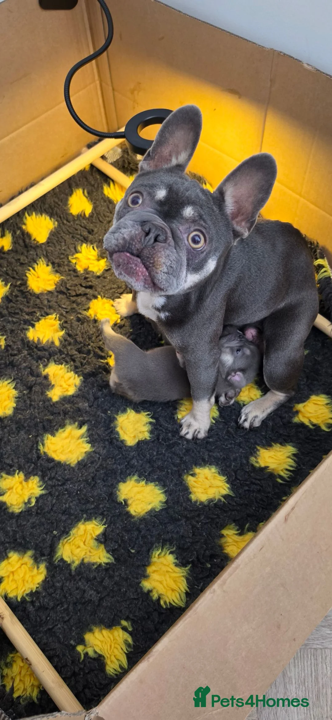 French Bulldog dogs for sale: 2 Male Lilac & Tan French Bulldogs - Advert 2