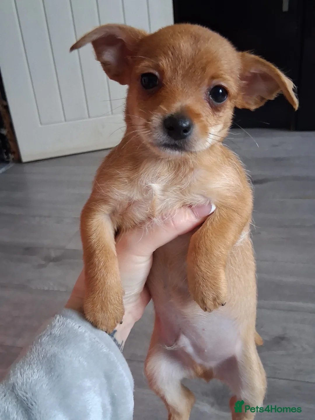 Mixed Breed dogs for sale: Jack Russel X Chihuahua Puppies  - Advert 15