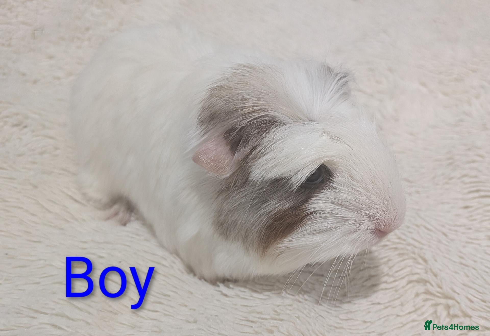 Guinea Pig rodents Male & Female Baby Guinea pigs for sale  - Advert 6