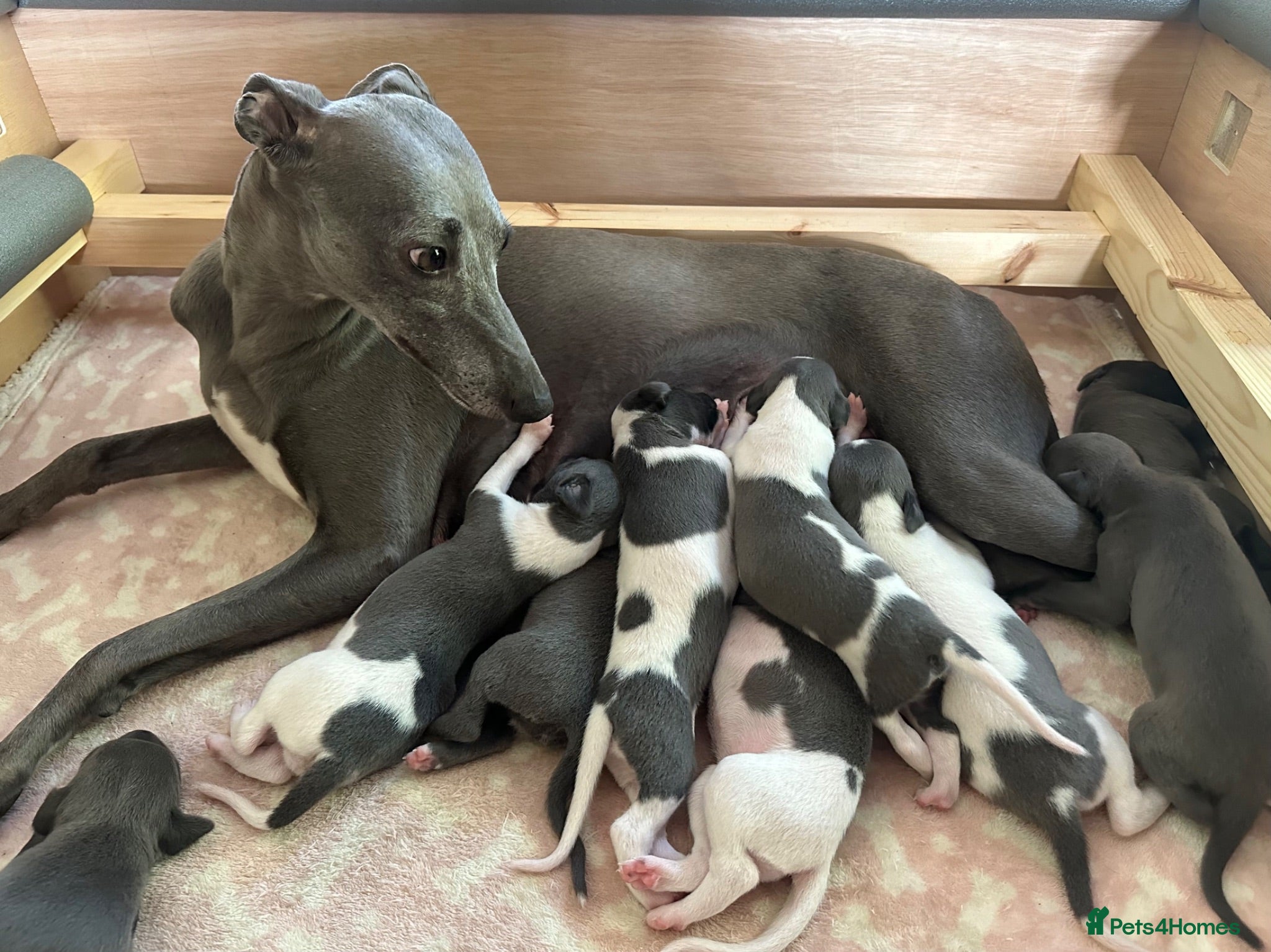 Whippet dogs 🐾 Beautiful Whippet Puppies Available 🐾 - Advert 1