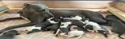 Whippet dogs for sale: 🐾 Beautiful Whippet Puppies Available 🐾 - Advert 1