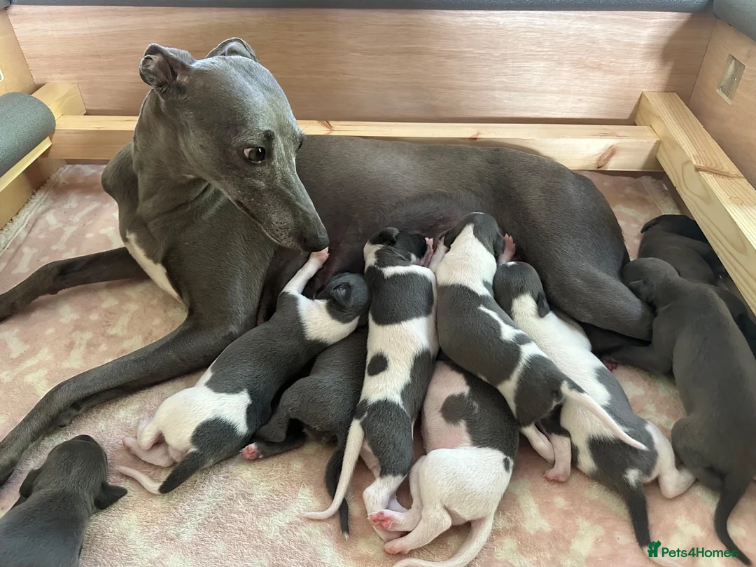 Whippet dogs for sale: 🐾 Beautiful Whippet Puppies Available 🐾 - Advert 1